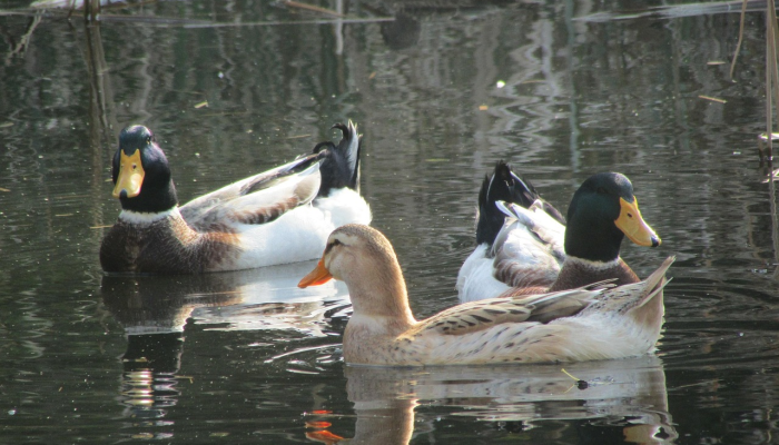 辅助开挂神器“老友十三水开挂神器”其实确实有挂