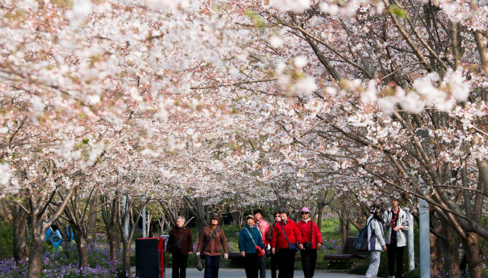 实测教程”樱花众娱开挂辅助器哪里有”其实确实有挂