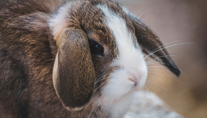 辅助开挂神器“呗兔真的确实有挂吗”其实确实有挂