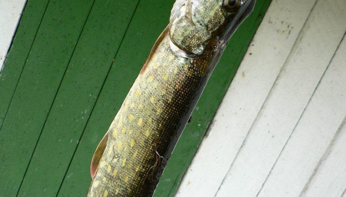 实测教程”兴义水鱼真的有外挂吗”(透视)其实确实有挂